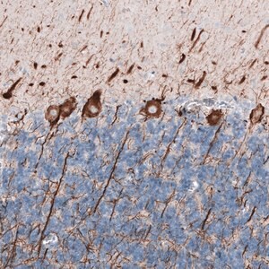 Merck Monoclonal Anti-NEFL antibody produced in mouse