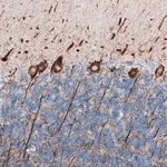 Merck Monoclonal Anti-NEFL antibody produced in mouse