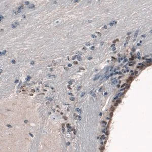 Merck Monoclonal Anti-SOX21 antibody produced in mouse