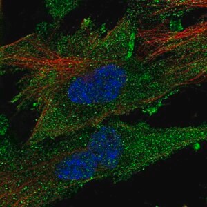 Merck Anti-CLIC2 antibody produced in rabbit