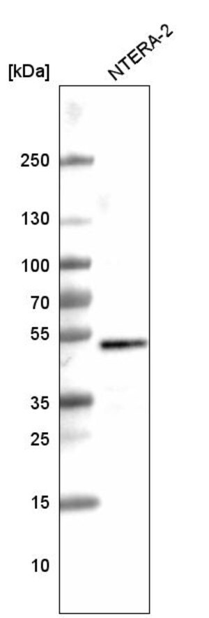 Merck Monoclonal Anti-SOX3 antibody produced in mouse