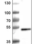 Merck Monoclonal Anti-SOX3 antibody produced in mouse