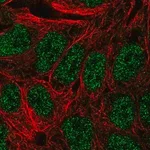 Merck Anti-ANXA8 antibody produced in rabbit