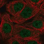 Merck Anti-NXT1 antibody produced in rabbit