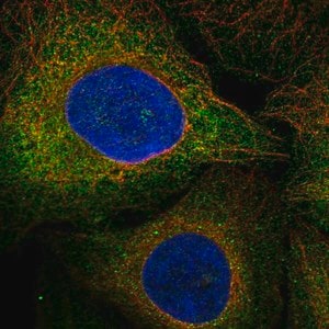 Merck Anti-FLT3 antibody produced in rabbit