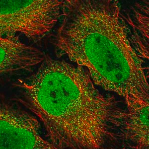 Merck Anti-BCL3 antibody produced in rabbit