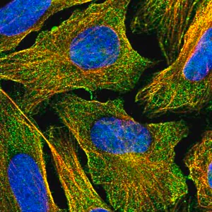 Merck Anti-CDH26 antibody produced in rabbit