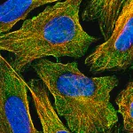 Merck Anti-CDH26 antibody produced in rabbit