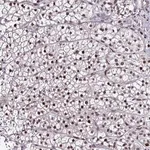 Merck Anti-TOB1 antibody produced in rabbit