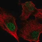 Merck Anti-BIRC7 antibody produced in rabbit