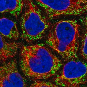 Merck Anti-MRPL47 antibody produced in rabbit