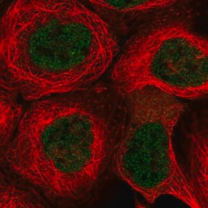 Merck Anti-KCTD9 antibody produced in rabbit