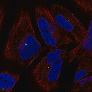 Merck Anti-PCLAF antibody produced in rabbit