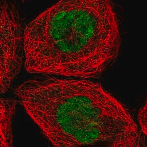 Merck Anti-SPTY2D1 antibody produced in rabbit