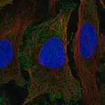 Merck Anti-PER1 antibody produced in rabbit