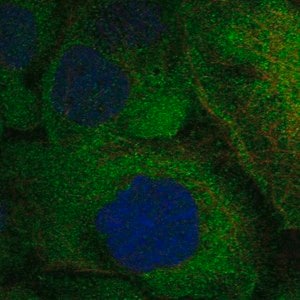 Merck Anti-TNFRSF11A antibody produced in rabbit