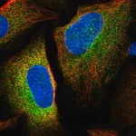 Merck Anti-LSMEM1 antibody produced in rabbit