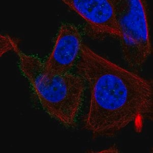 Merck Anti-CHRM3 antibody produced in rabbit