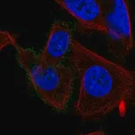 Merck Anti-CHRM3 antibody produced in rabbit