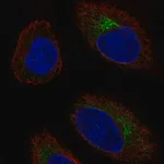 Merck Anti-CCR10 antibody produced in rabbit