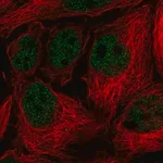 Merck Anti-SORBS3 antibody produced in rabbit