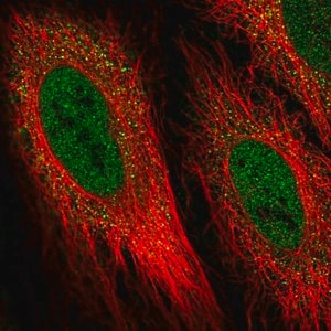 Merck Anti-DIO2 antibody produced in rabbit