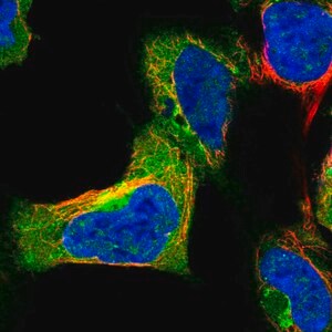 Merck Anti-SYAP1 antibody produced in rabbit