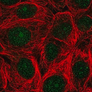 Merck Anti-ASNA1 antibody produced in rabbit