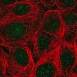 Merck Anti-ASNA1 antibody produced in rabbit