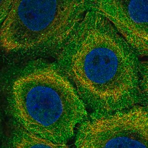 Merck Anti-MR1 antibody produced in rabbit