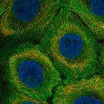 Merck Anti-MR1 antibody produced in rabbit