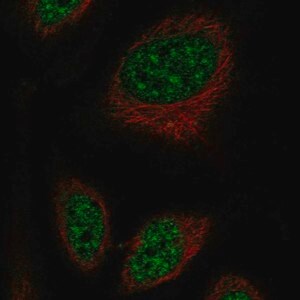 Merck Anti-RFPL2 antibody produced in rabbit