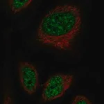 Merck Anti-RFPL2 antibody produced in rabbit