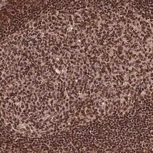 Merck Anti-EXOSC9 antibody produced in rabbit