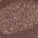 Merck Anti-EXOSC9 antibody produced in rabbit