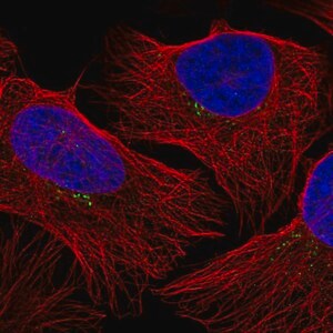 Merck Anti-GRK2 antibody produced in rabbit