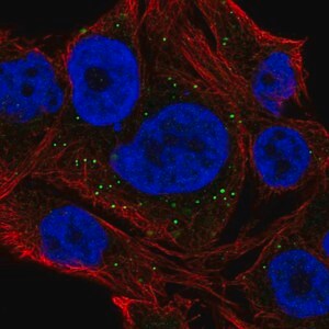 Merck Anti-NEURL2 antibody produced in rabbit