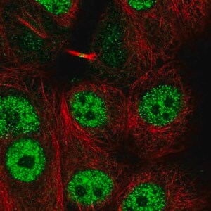 Merck Anti-LYRM1 antibody produced in rabbit