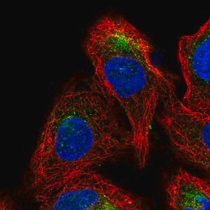 Merck Anti-GDPGP1 antibody produced in rabbit