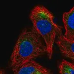 Merck Anti-GDPGP1 antibody produced in rabbit