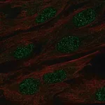 Merck Anti-MAB21L1 antibody produced in rabbit