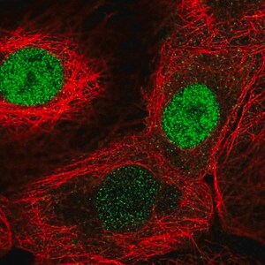 Merck Anti-FAM58A antibody produced in rabbit