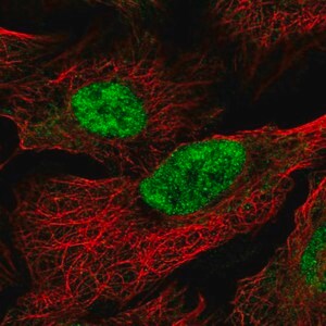 Merck Anti-MAU2 antibody produced in rabbit