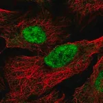 Merck Anti-MAU2 antibody produced in rabbit