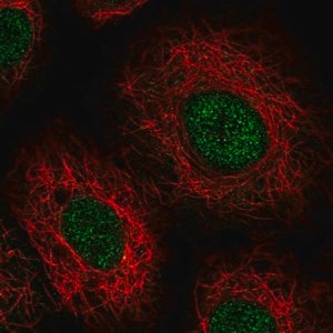 Merck Anti-USB1 antibody produced in rabbit