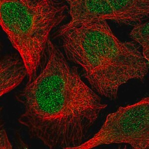 Merck Anti-TMEM267 antibody produced in rabbit