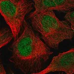 Merck Anti-TMEM267 antibody produced in rabbit