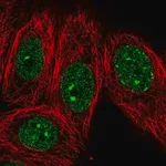 Merck Anti-EHMT1 antibody produced in rabbit