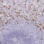 Merck Anti-MAMDC4 antibody produced in rabbit