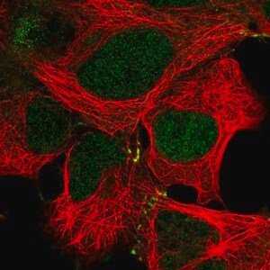 Merck Anti-MAP2K4 antibody produced in rabbit